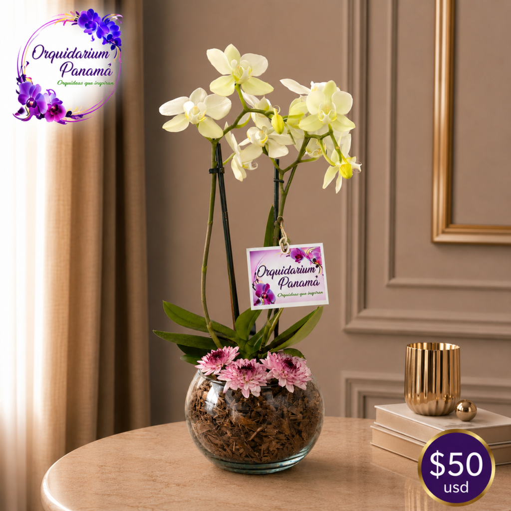 Arreglo de orquídeas tamaño mediana, modelo 3